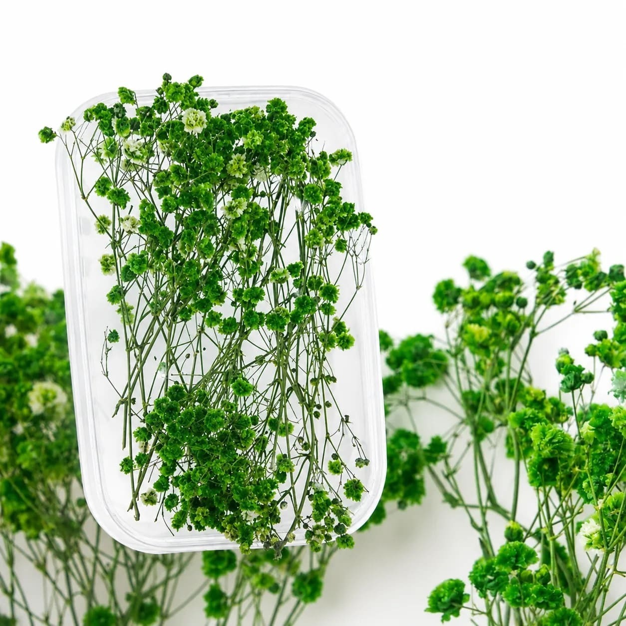 Гипсофила оливковая Flora Garnish